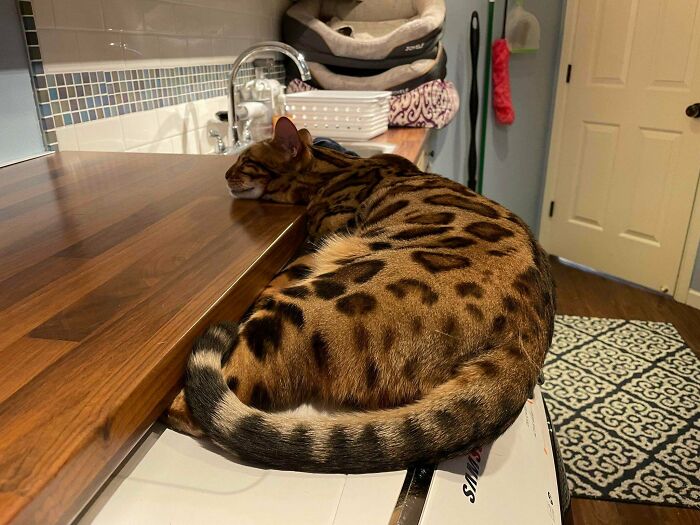 He Loves The Heat From The Dryer