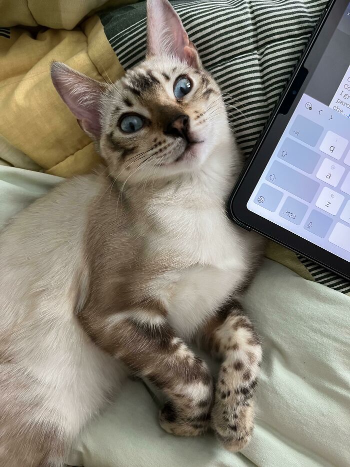 Here Is My Little Baby “Katana”