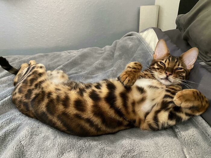 My Boy Odin Trying To Sleep After Singing All Night