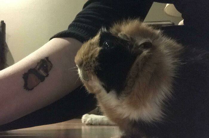 Guinea pig next to an arm with a pet tattoo, symbolizing adorable pet tattoos to honor beloved companions.