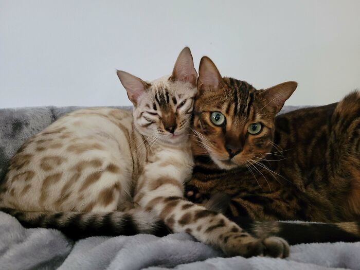 They Always Fight All Day, But Whenever We Turn Around For A Second This Happens