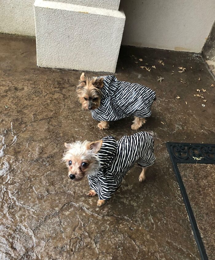 My Parents Are Dogsitting What Looks Like A Drug Addicted Version Of Their Own Dog