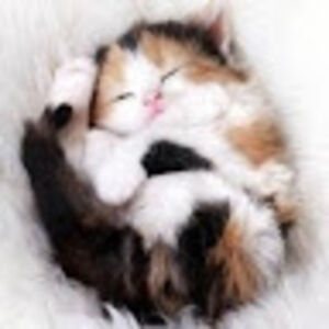 gamerchick5567 avatar