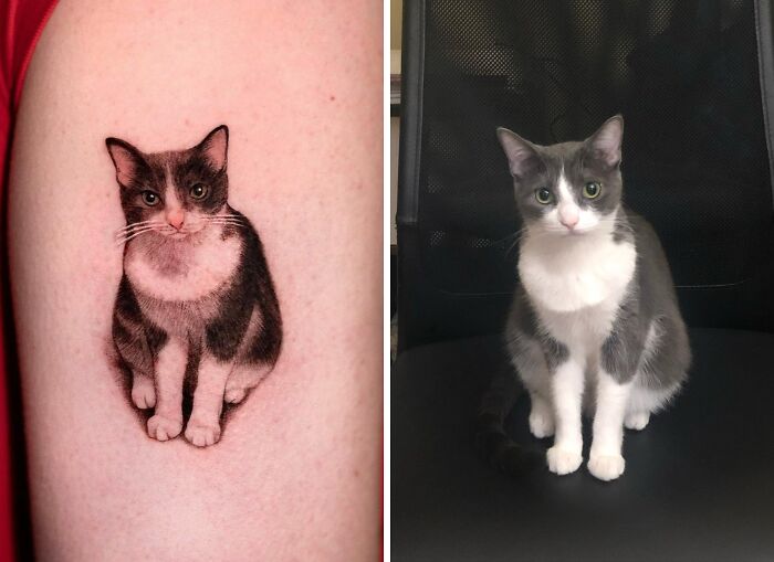 Pet tattoo of a cat on a person's arm next to the real cat sitting on a chair.
