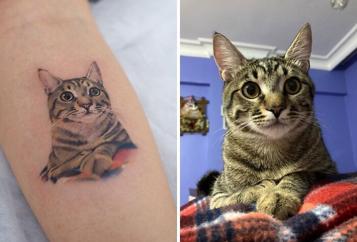 Pet tattoo of a tabby cat on an arm, shown beside the actual cat on a blanket.