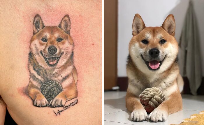 Pet tattoo of a Shiba Inu dog next to the real smiling dog, laying with a toy.
