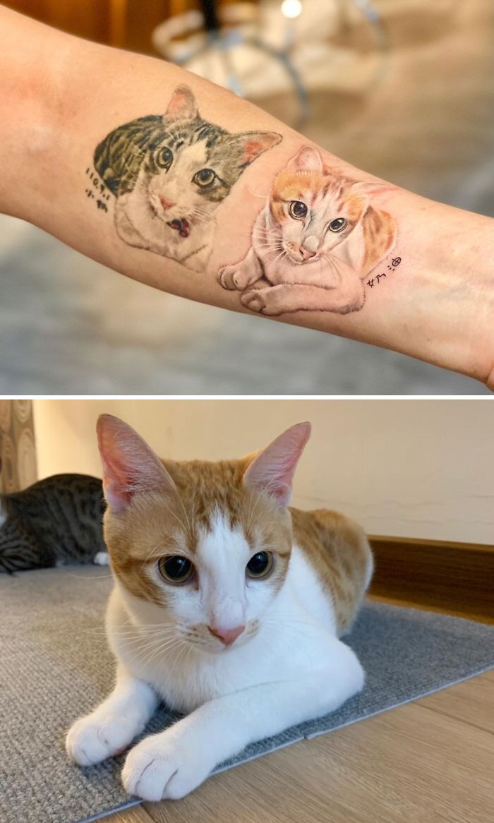 Pet tattoos showcase the bond with two cats, detailed on a person's arm, next to the real cat.