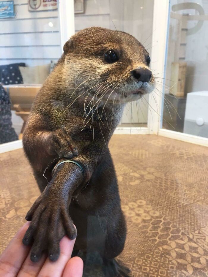 Cute otter reaching out, displaying its adorable features in a cozy environment.