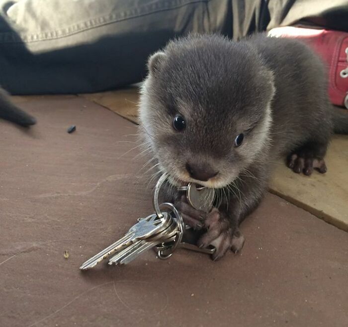 Cute otter holding keys with its tiny paws, showcasing its playful nature.