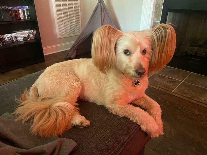 Dog with an unusual haircut on a couch, showcasing a playful take on bad haircut ideas.