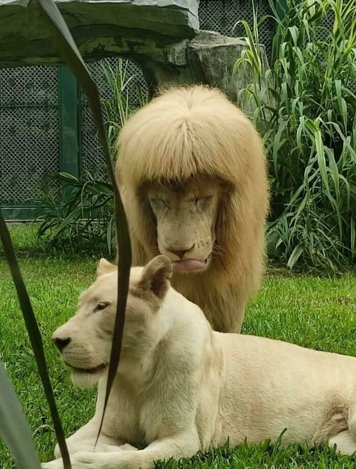 Lion with a haircut resembling bangs stands behind another lion in a grassy enclosure, showcasing a humorous bad haircut idea.