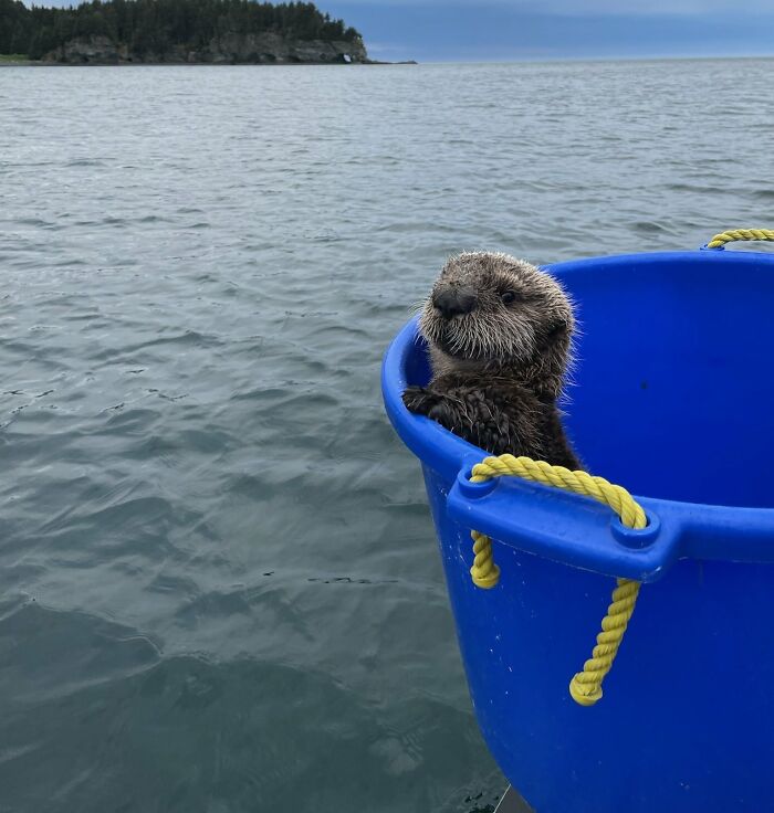 Cute otter peeking out of a blue bucket on a boat with water and distant shore in the background.