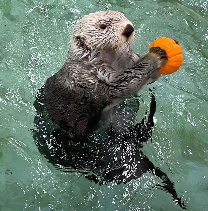 What’s Better Than Sea Otters And Pumpkins