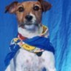 laurierandall avatar