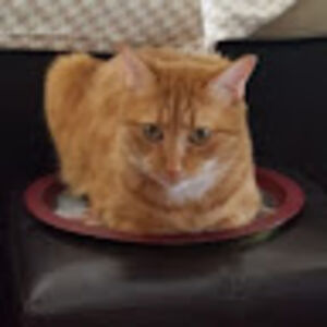 bradtheraptortrainer avatar