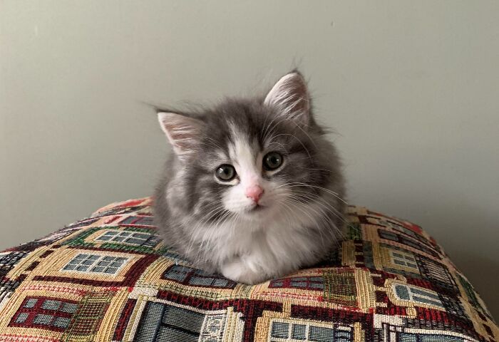 Hola, me llamo Blitz y soy un gato bosque de Noruega