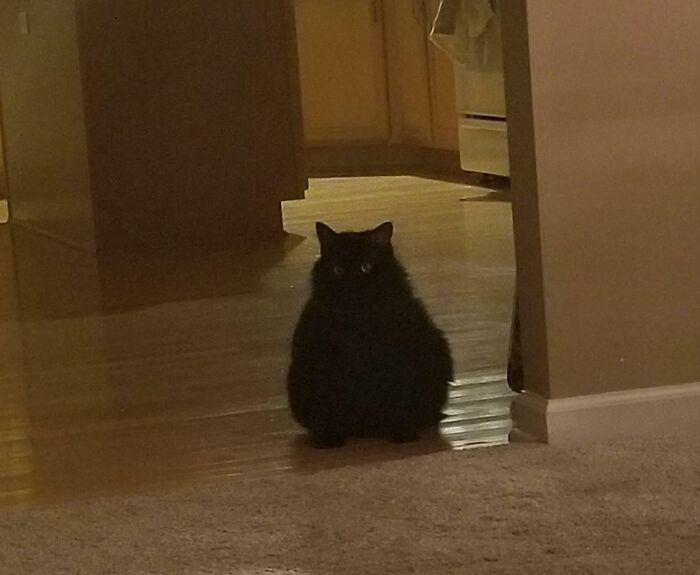 My Norwegian Forest Cat Isn't Fat, He's Floofy