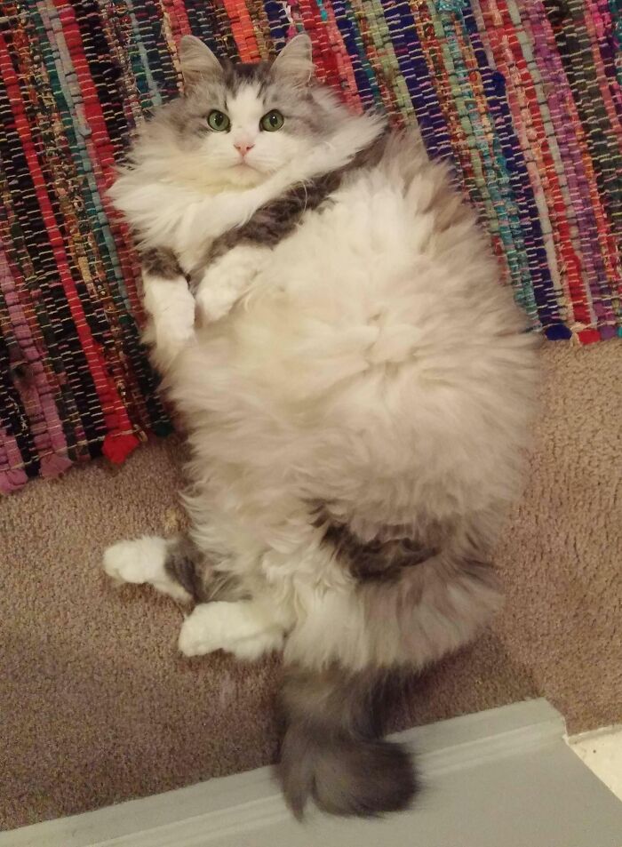 My Norwegian Forest Cat Is Almost As Wide As He Is Long