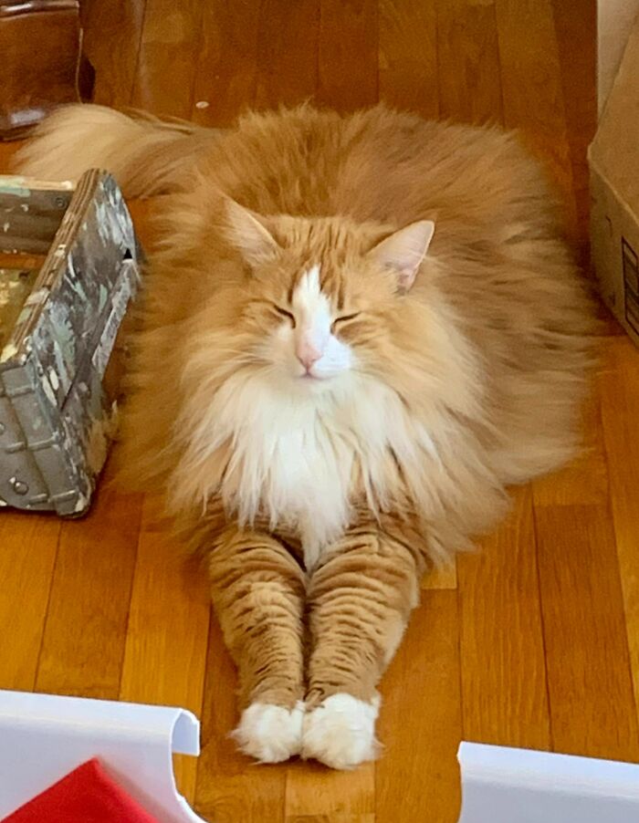 Dylan, un gato bosque de Noruega de 2 años