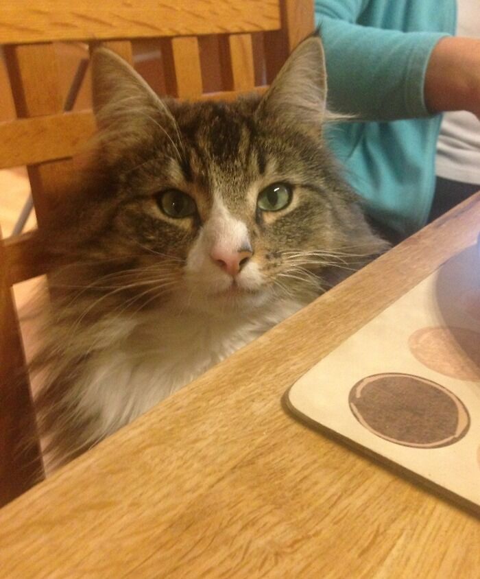 Socks The Sassy Norwegian Forest Cat