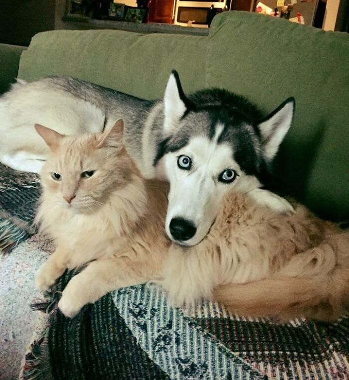 Our Siberian Husky And Norwegian Forest Cat Pretending To Buttface Each Other