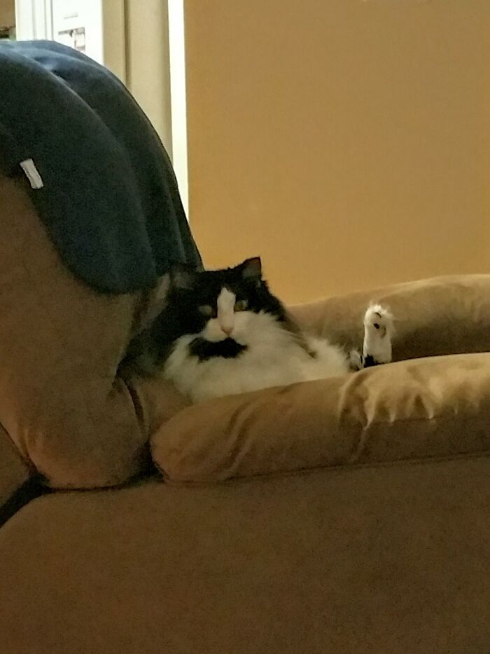 My Norwegian Forest Cat Says Hello... With Her Hind Leg