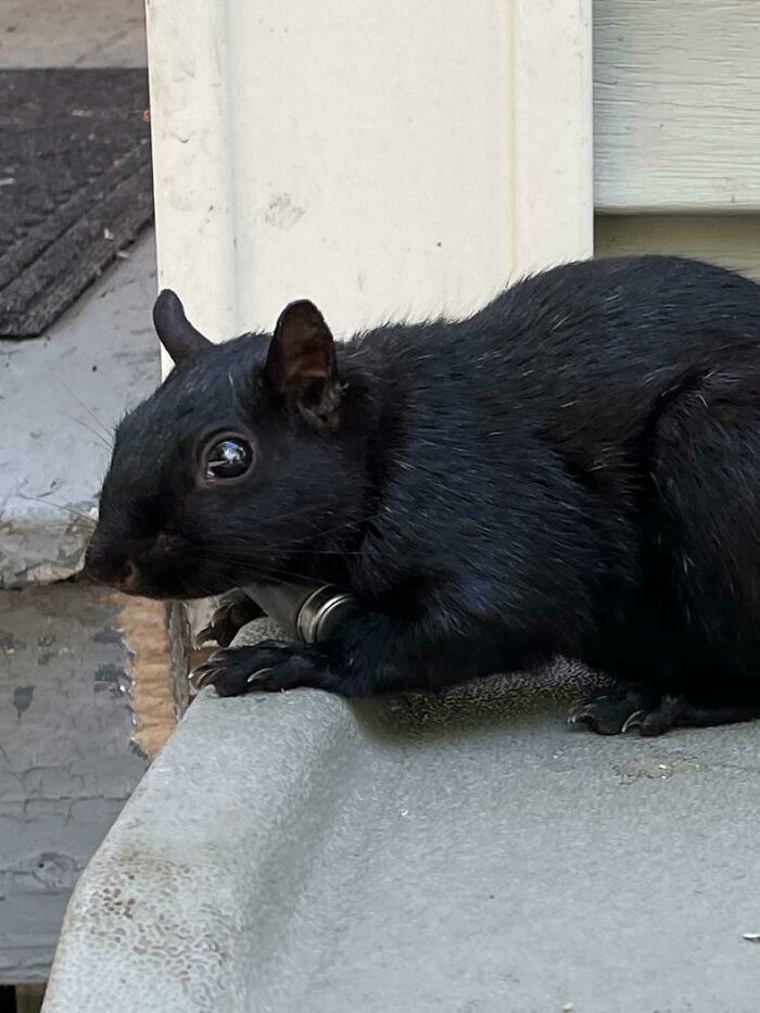This Squirrel I Saw Had A Little Canister Strapped Around Its Neck