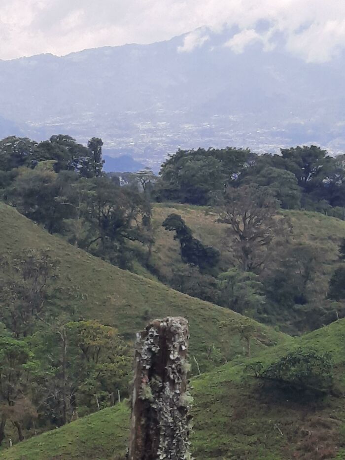 This Tree I Found While Hiking Looks Like A T-Rex