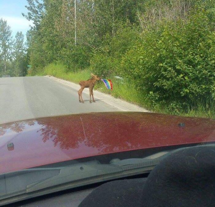 Only In Canada Will You Find A Baby Moose Carrying A Pride Flag