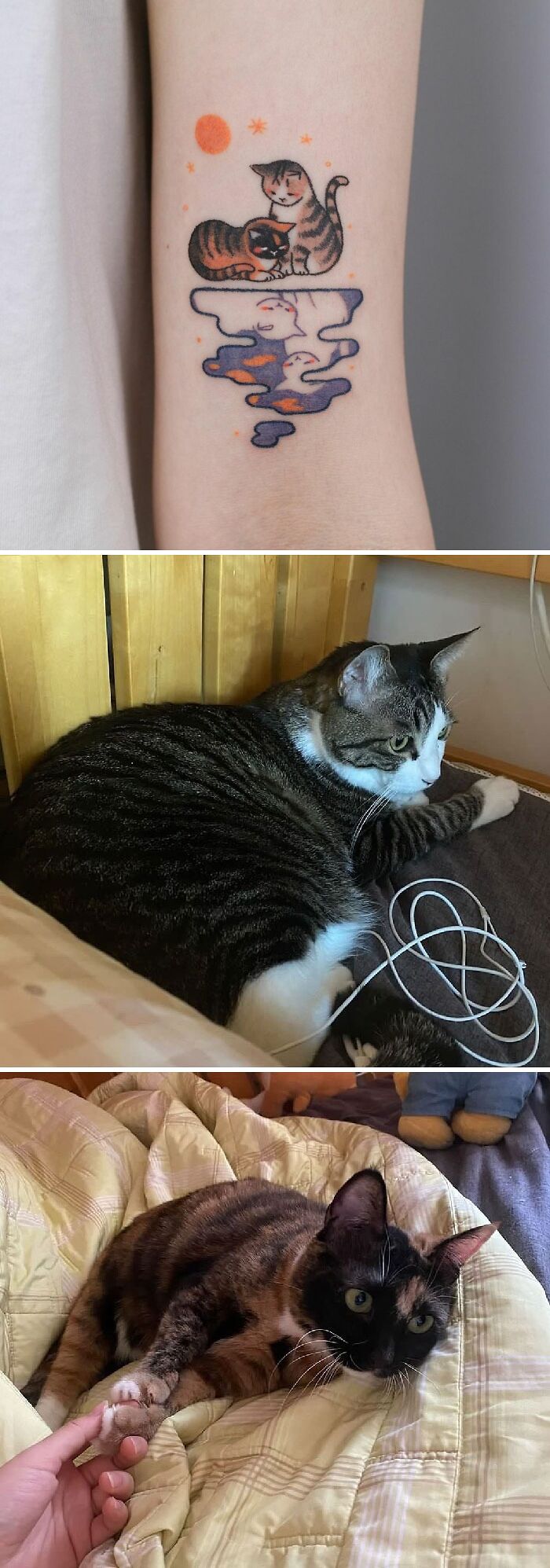Pet tattoos featuring cats, with a playful design, alongside images of two real cats lounging comfortably.
