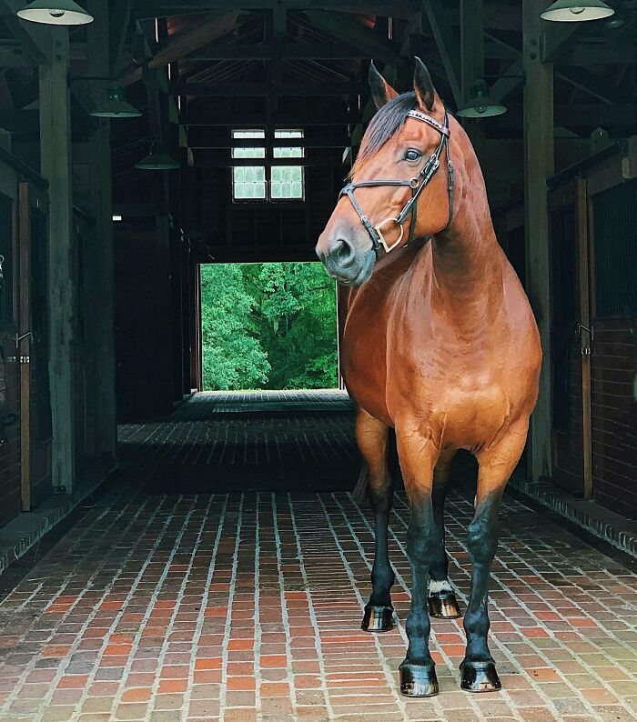 The Most Beautiful Mare