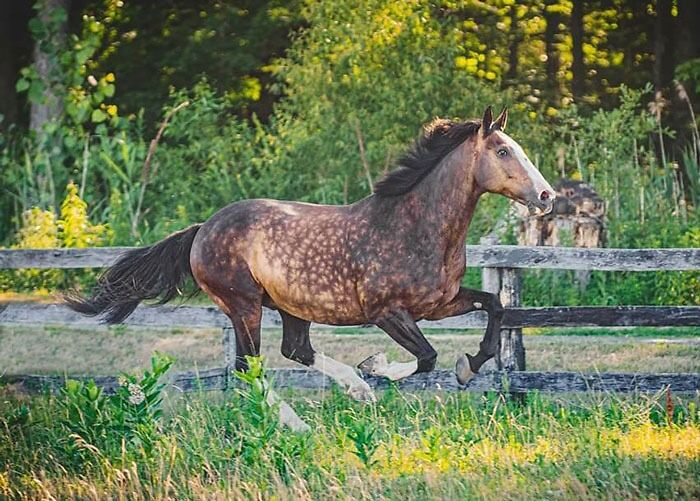 My Big Dude And His Dapples