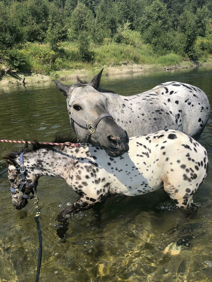 She Loves Him! My Mare With Her First Foal