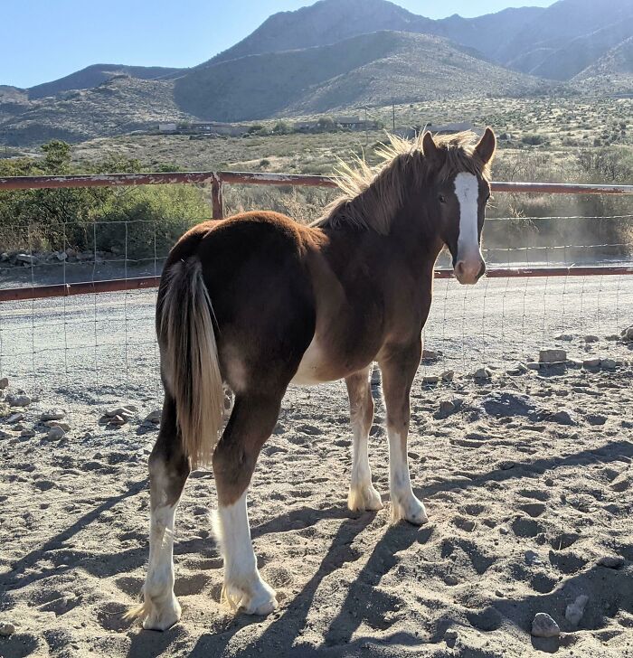 13hh Giantess At 7 Months