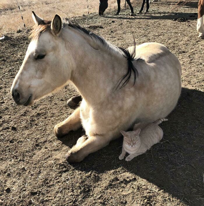 Nero Happily Providing Shade For His Little Friend