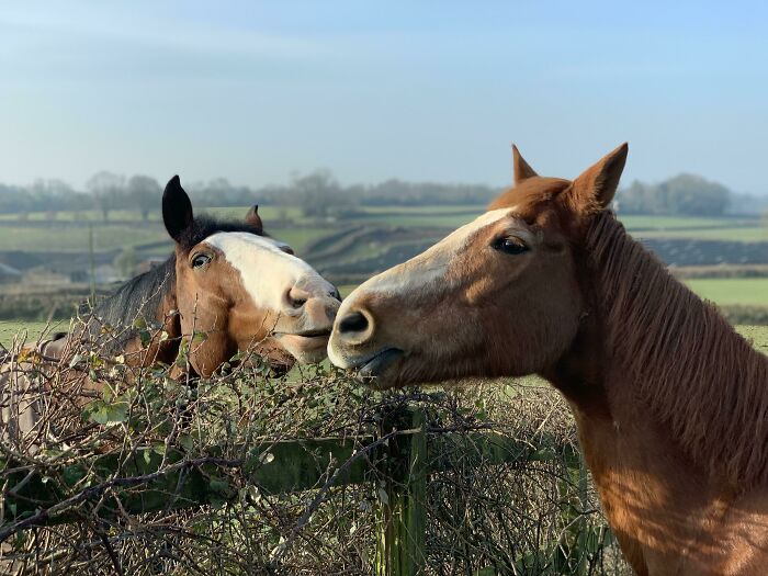 My 28 Year Old Gelding Proving You’re Never Too Old To Fall In Love With The Girl Next Door