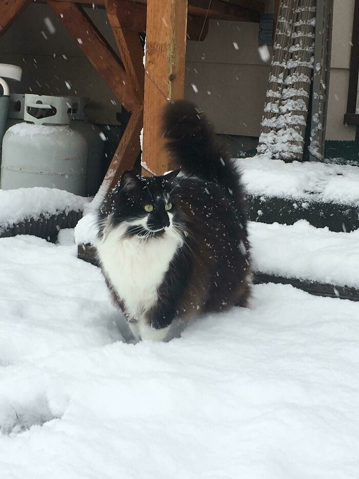 Just Discovered That Norwegian Forest Cats Are A Thing And Then It Became Very Clear I’ve Had One For 11 Years. This Is Misha
