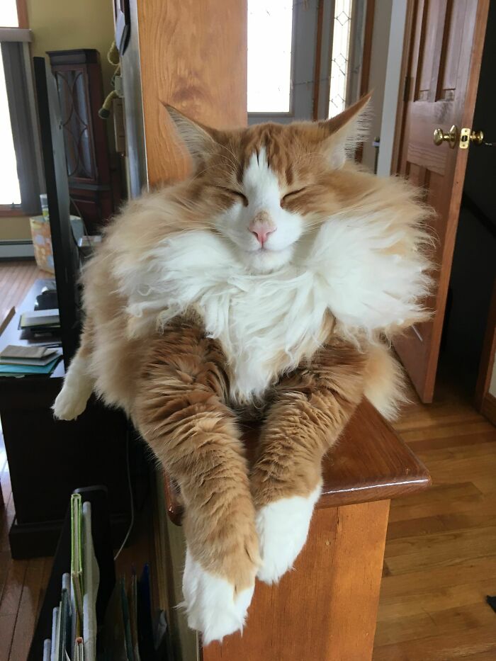 Maestro de la esponjosidad suprema