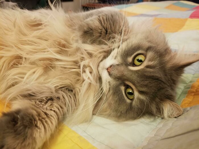 Eddy Came Into My Life When He Was About 1 Year Old, So I Never Got To See Him As A Kitten, But I Bet Any Money He Was A Cute