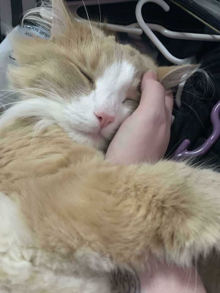 Sundays Are For Nap Naps