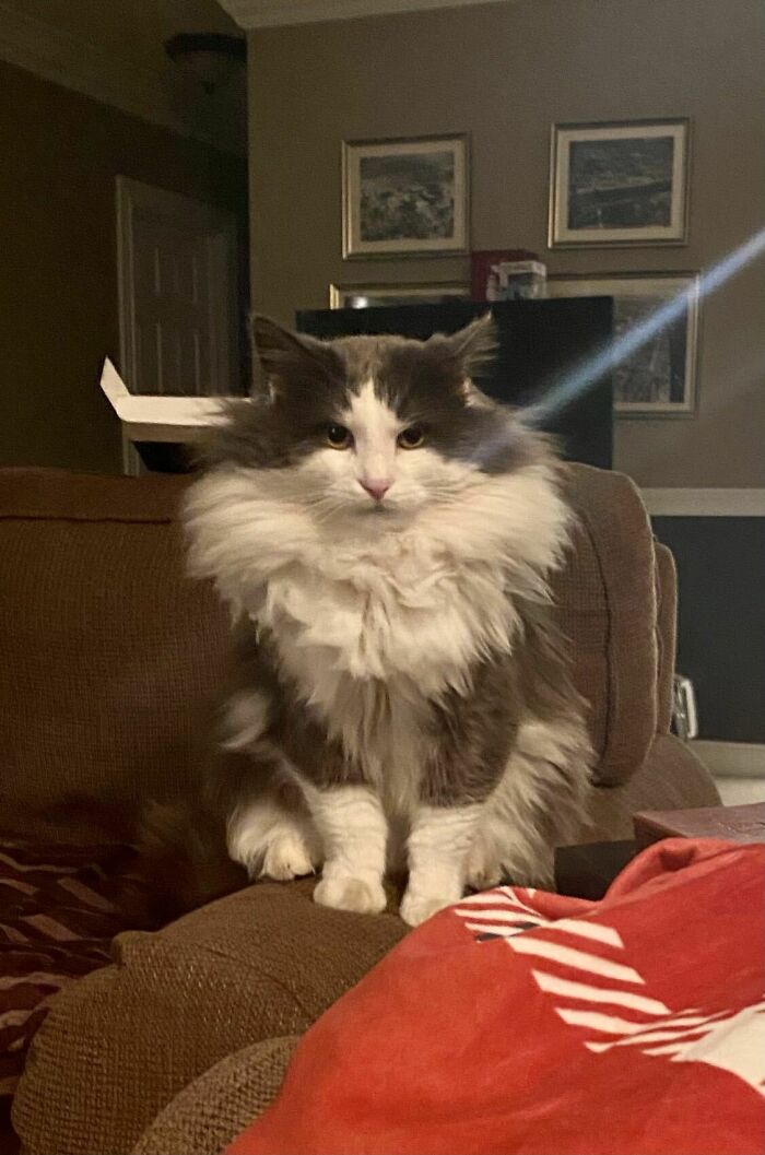 This Gentleman Was A Stray Kitten That Showed Up At My House 3 Years Ago, Mr. Sly Is His Name