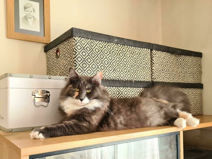 Miss Tilly Toffee Chilling Out