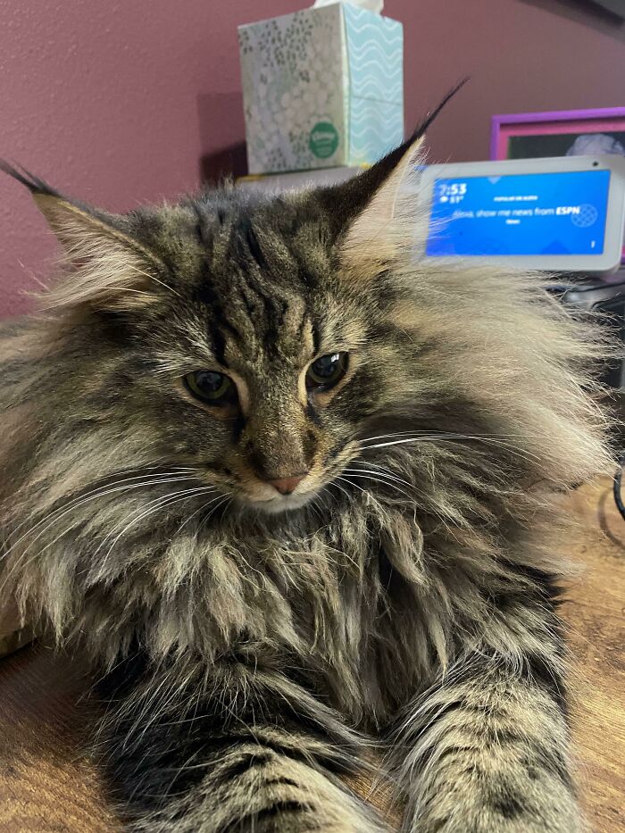 La melena de Thor está volviendo