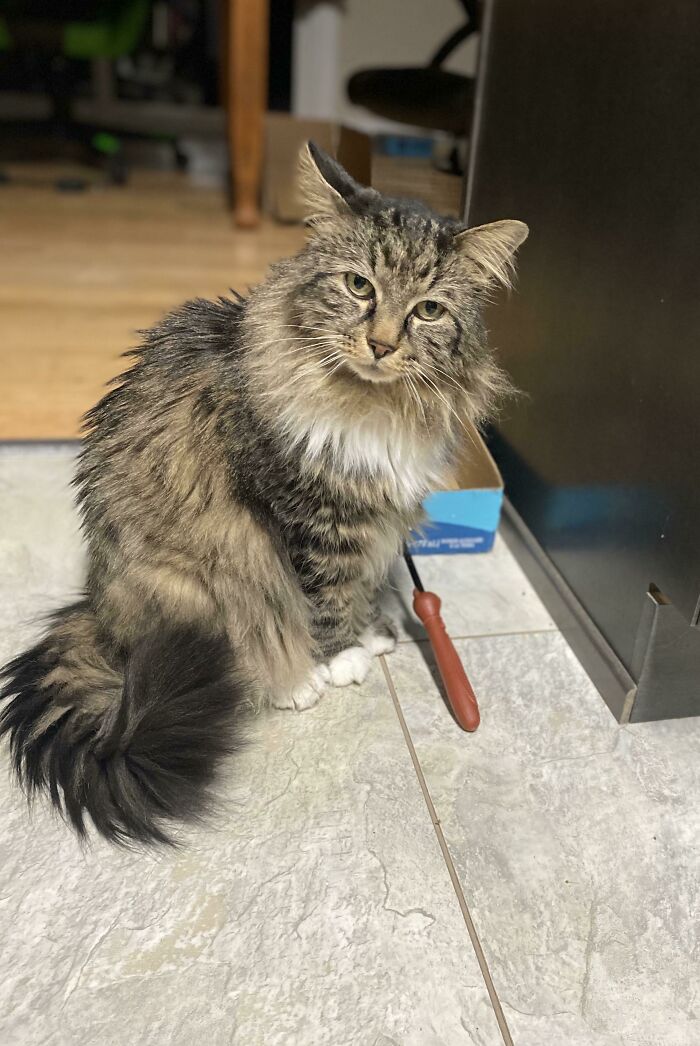 He’s Looking For His Midnight Snack