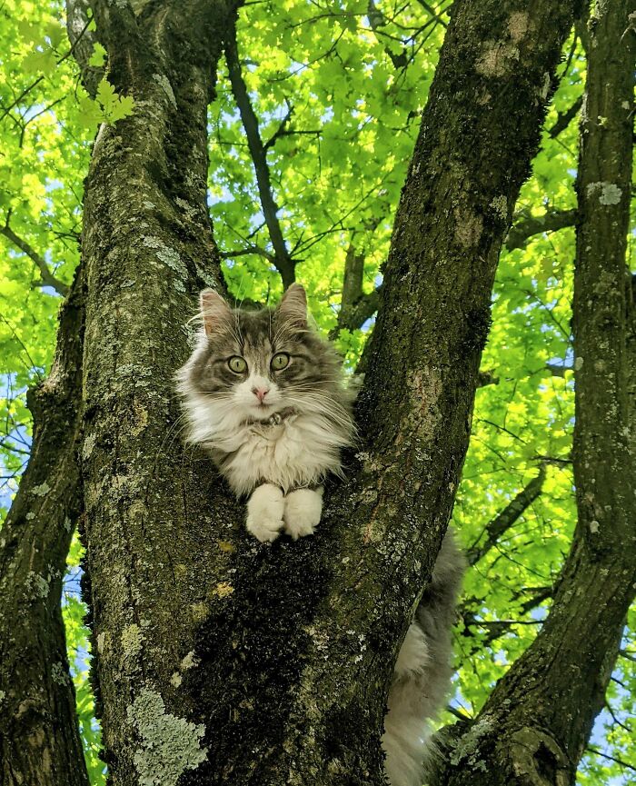 My One Year Old Girl, Freyja. She's Leash Trained And We Go On Walks Together, If You Want I'll Post More Pictures Of Our Walks!