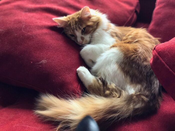 I Think We Adopted Two Wegies?