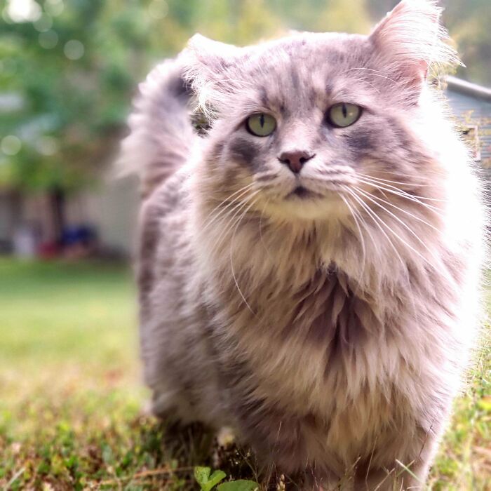 Hi Guys! Meet Grandpaw