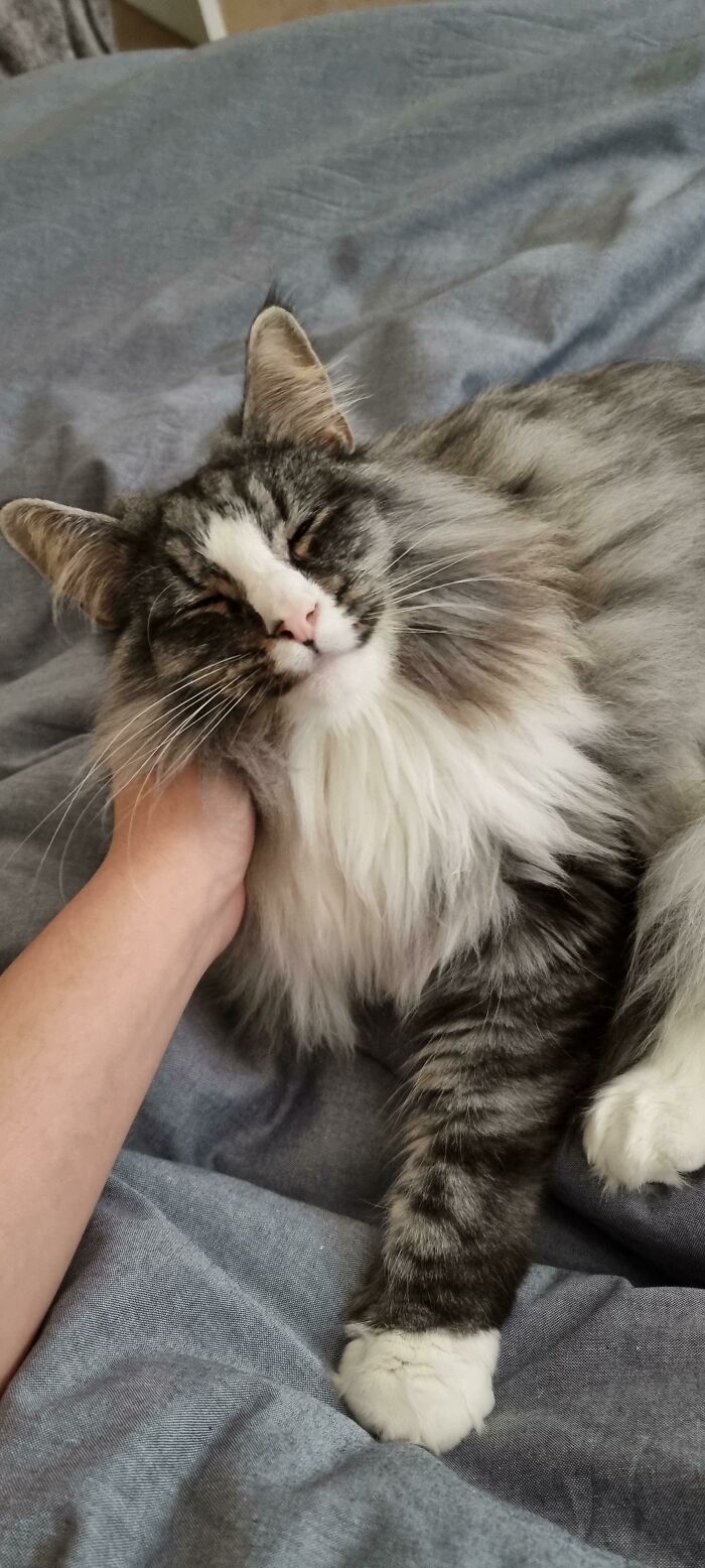 Aske Craving Pats In A Cold Winter Morning