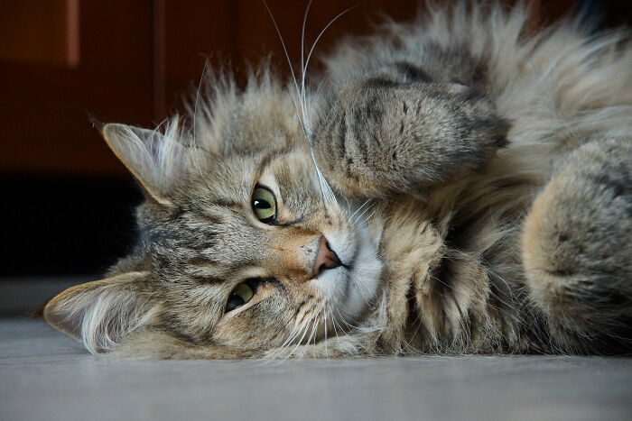 Norwegian Forest Cat