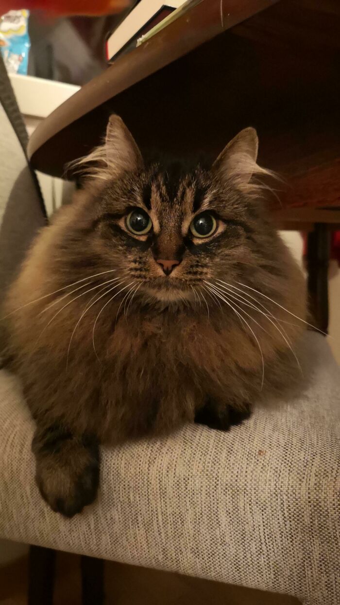 This Is Pusi! Norwegian Girl 6 Years Of Age. Got That Thick Winter Coat Now